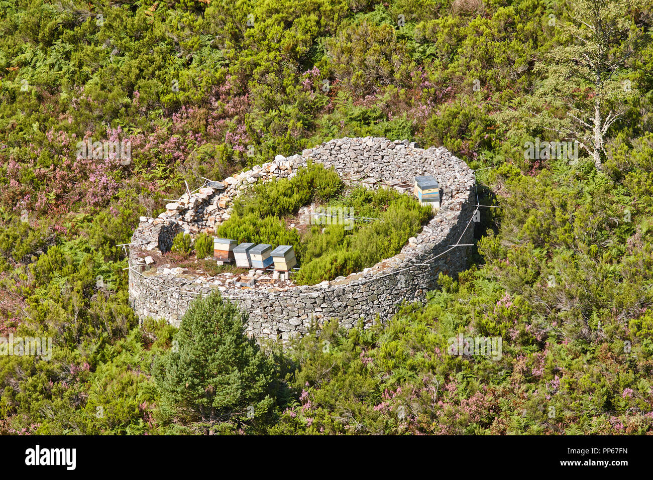 Beehives. Traditional stone wall structure against bears. Muniellos, Asturias, Spain Stock Photo