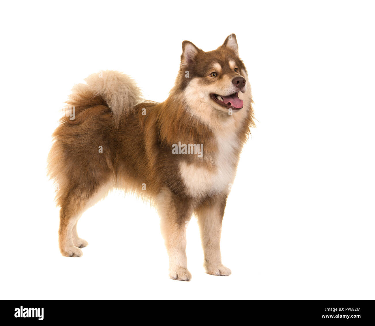 Pretty Finnish lapphund standing looking away isolated on a white ...