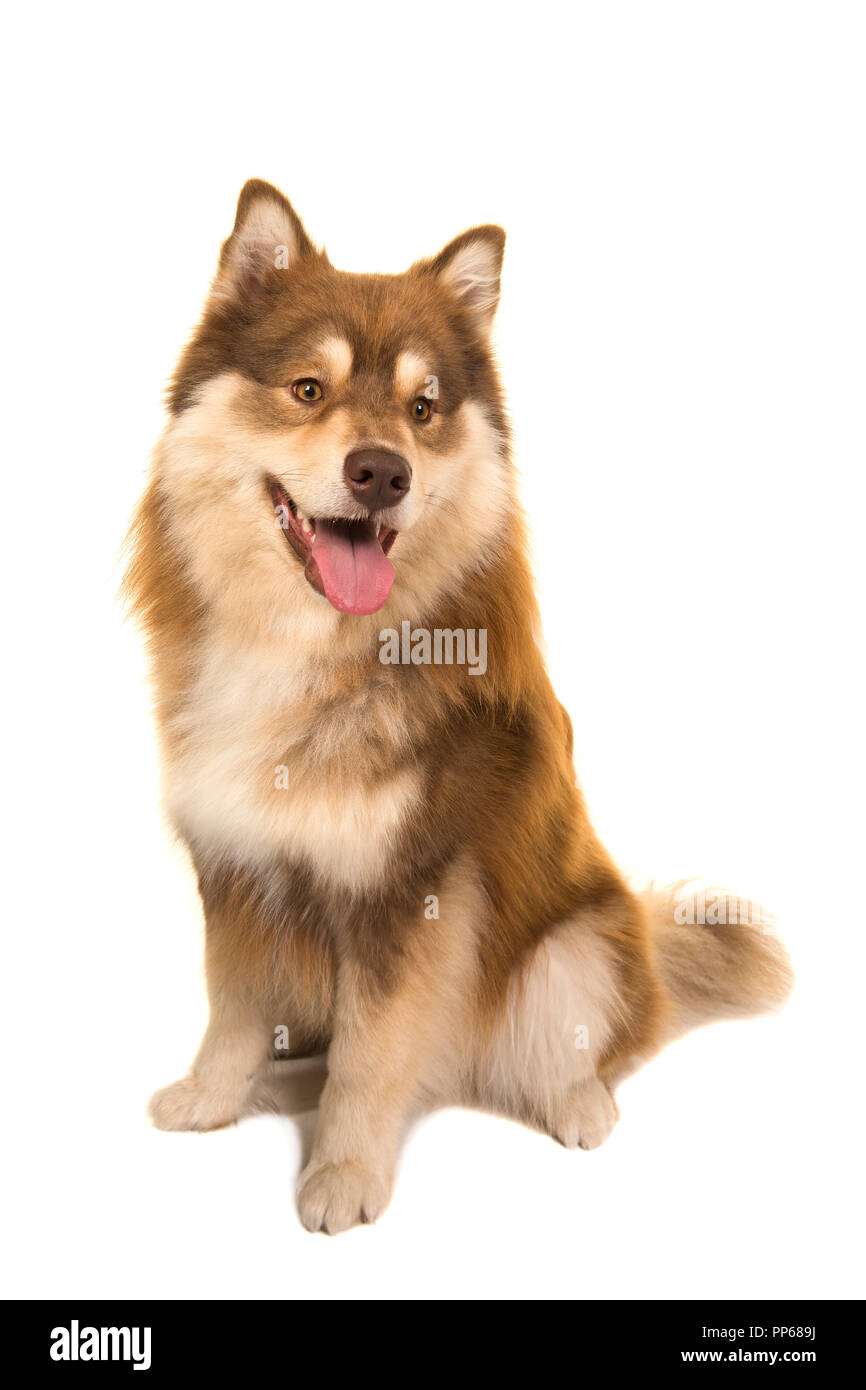 Finnish lapphund sitting isolated on a white background looking away ...