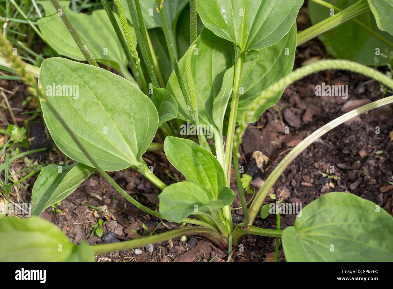 Plantain flowering plant with green leaf. Plantago major broadleaf plantain, white man's foot or greater plantain. Stock Photo