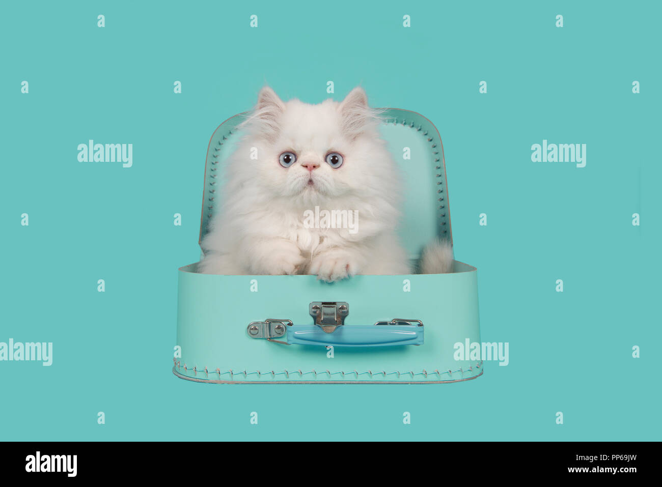 White persian longhair kitten with blue eyes in a turquoise blue suitcase on a turquoise blue background Stock Photo