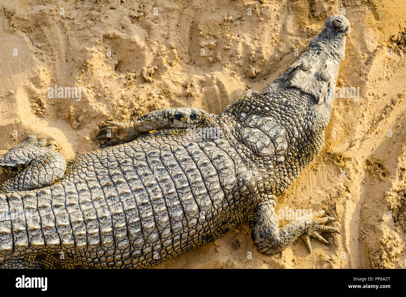crocodile in sand in qeshm island in Iran Stock Photo