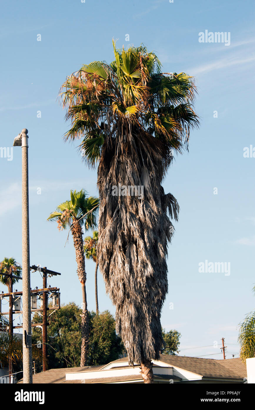 A view of palm trees in California Stock Photo Alamy