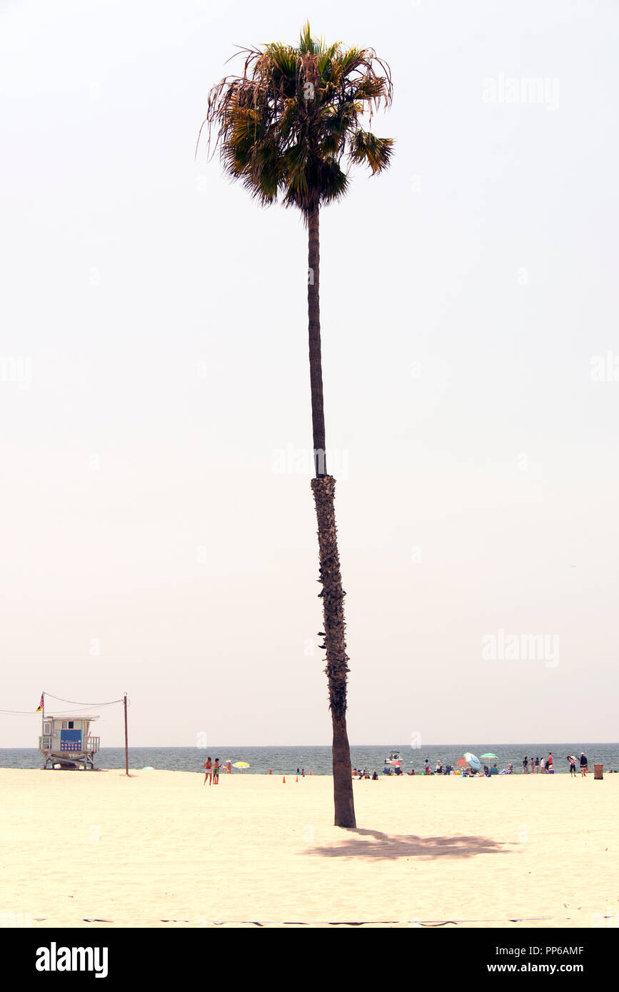 A view of palm trees in California Stock Photo Alamy