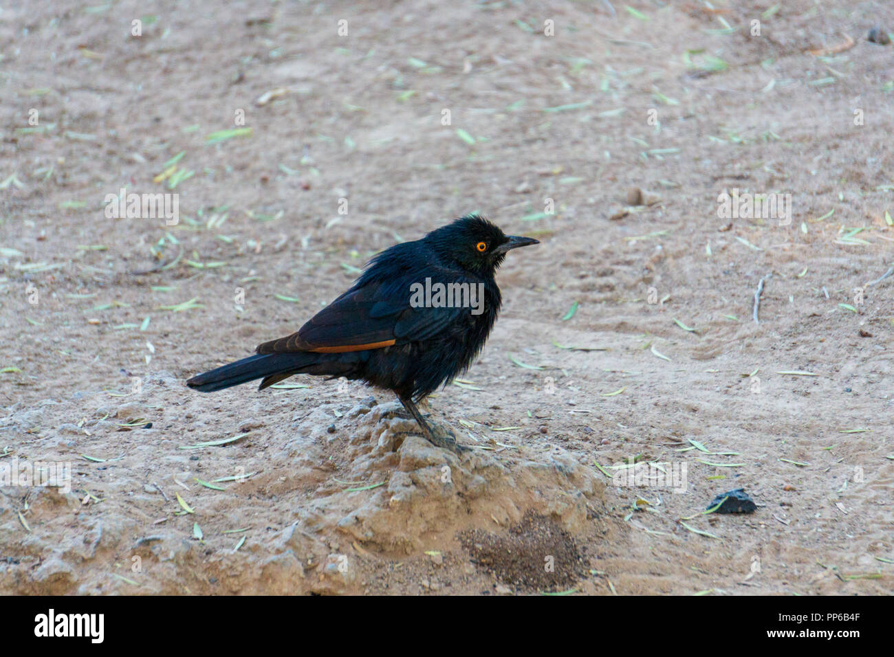 Red-shouldered Glossy Starling africa at namibia Stock Photo