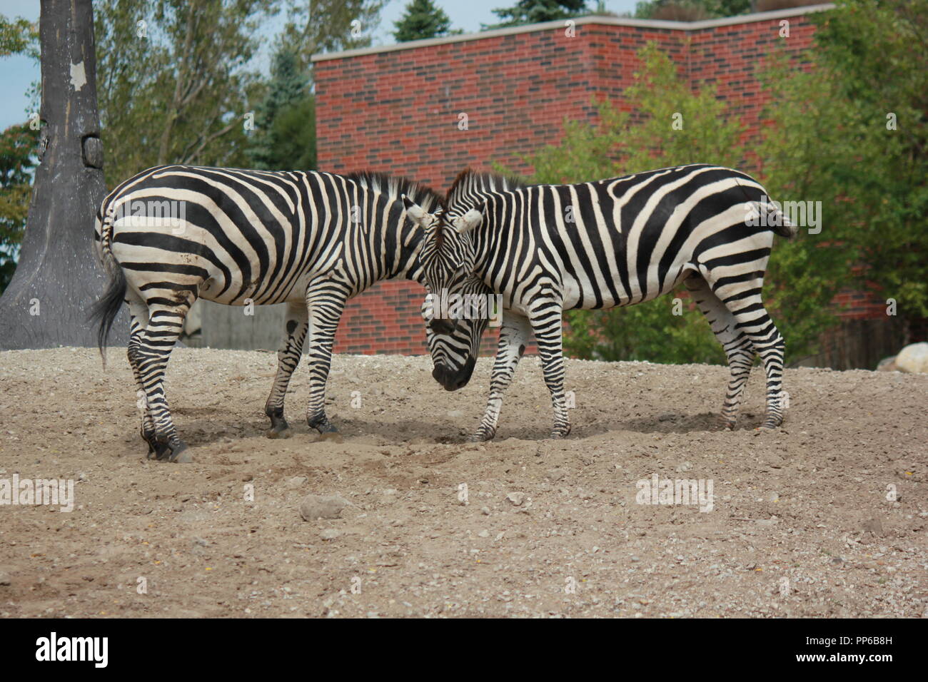 Lincoln Park Zoo's pair of adult zebras romping and rolling around their area. Stock Photo