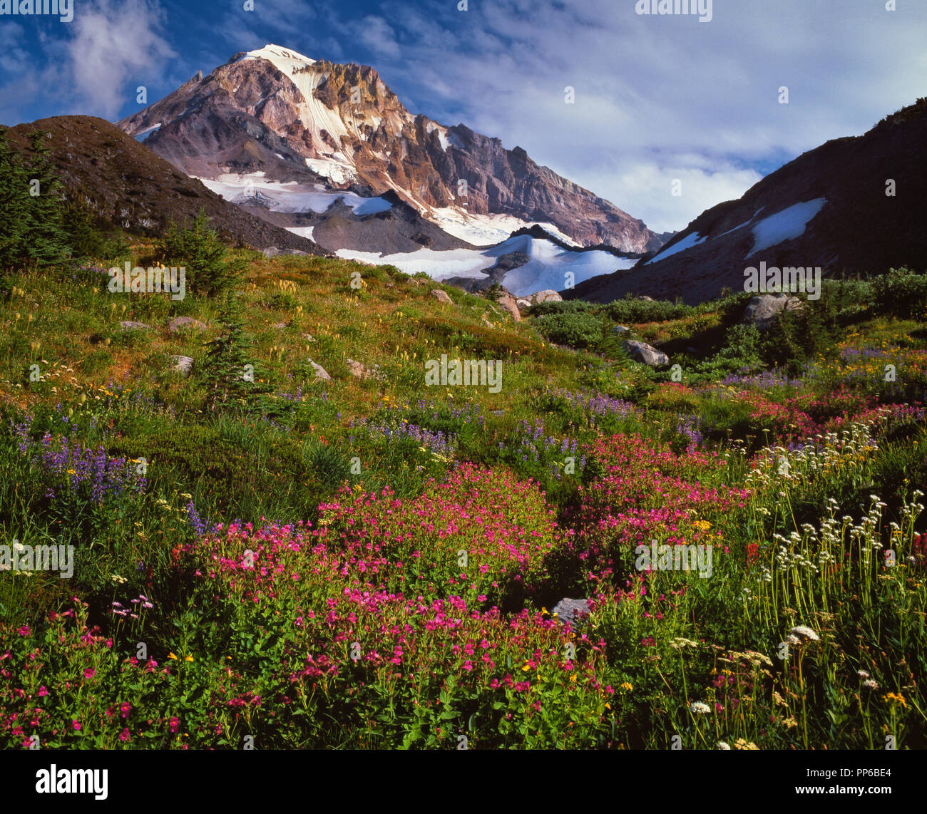 Oregon's Mt Hood with summer wildflowers near McGee Creek in the Mount Hood Wilderness Area. Stock Photo