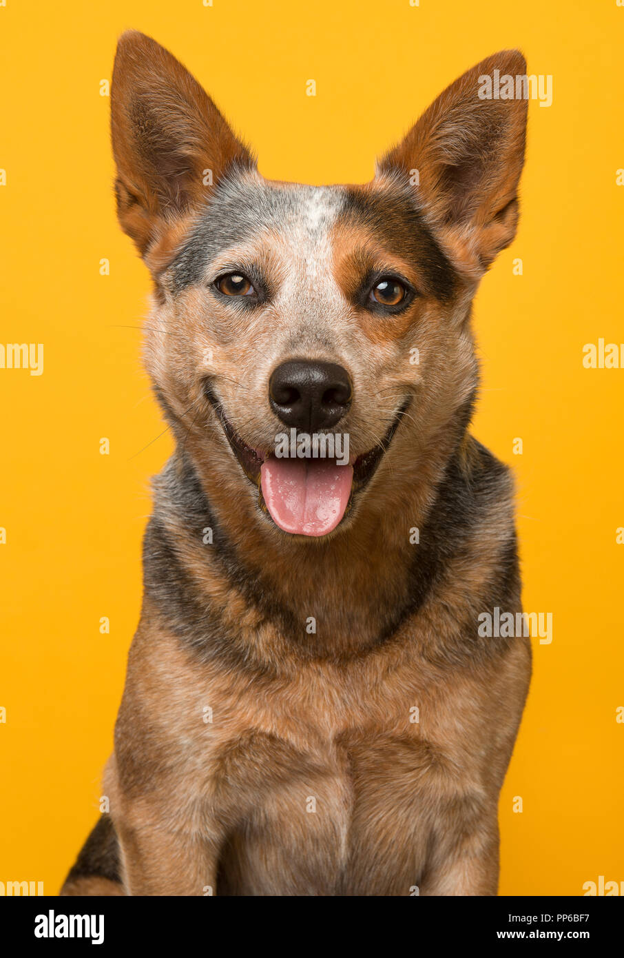 Yellow heeler best sale