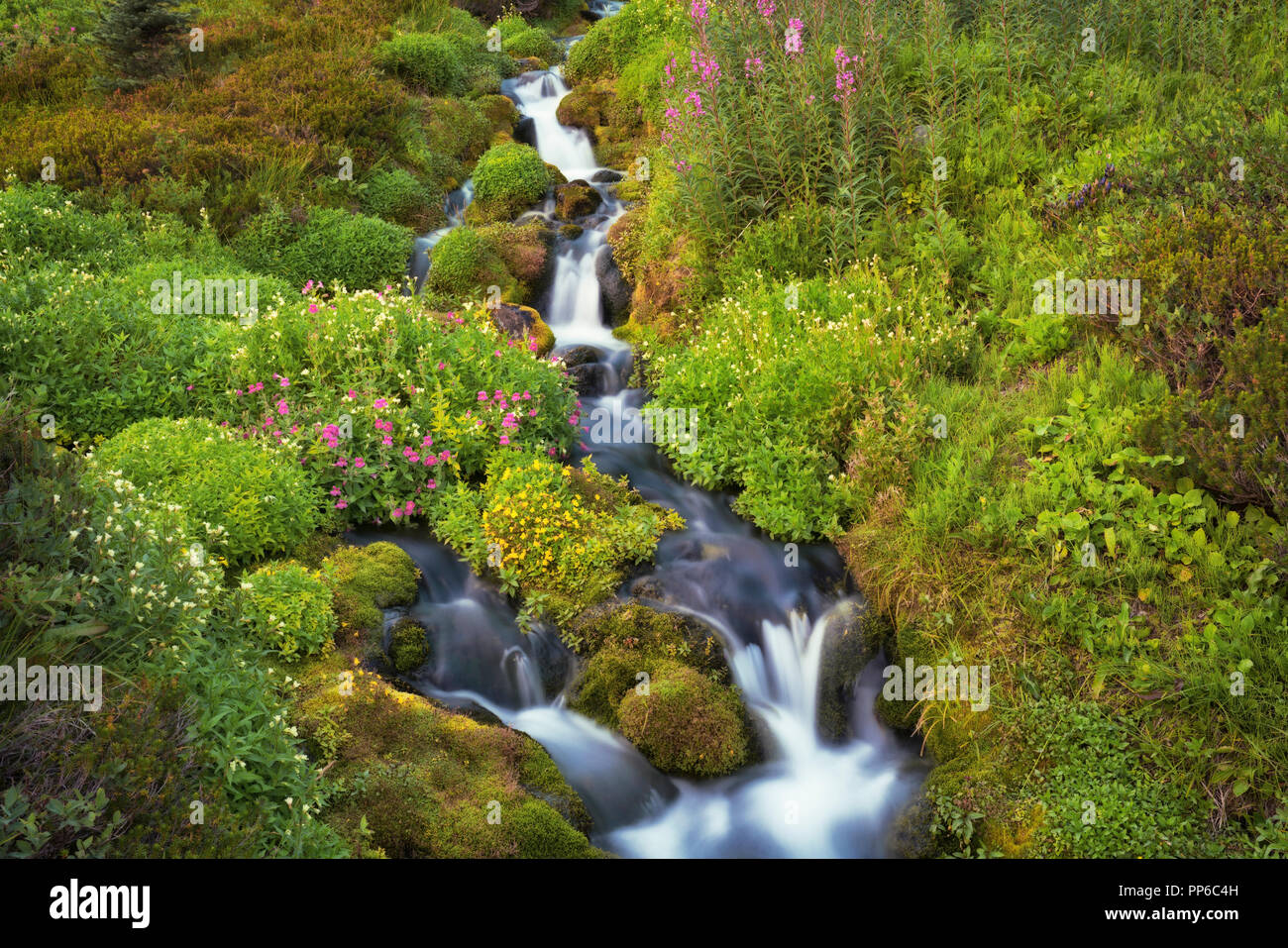 Late summer wildflowers bloom along this small stream which flows into the Paradise River at Washington’s Mt Rainier National Park. Stock Photo