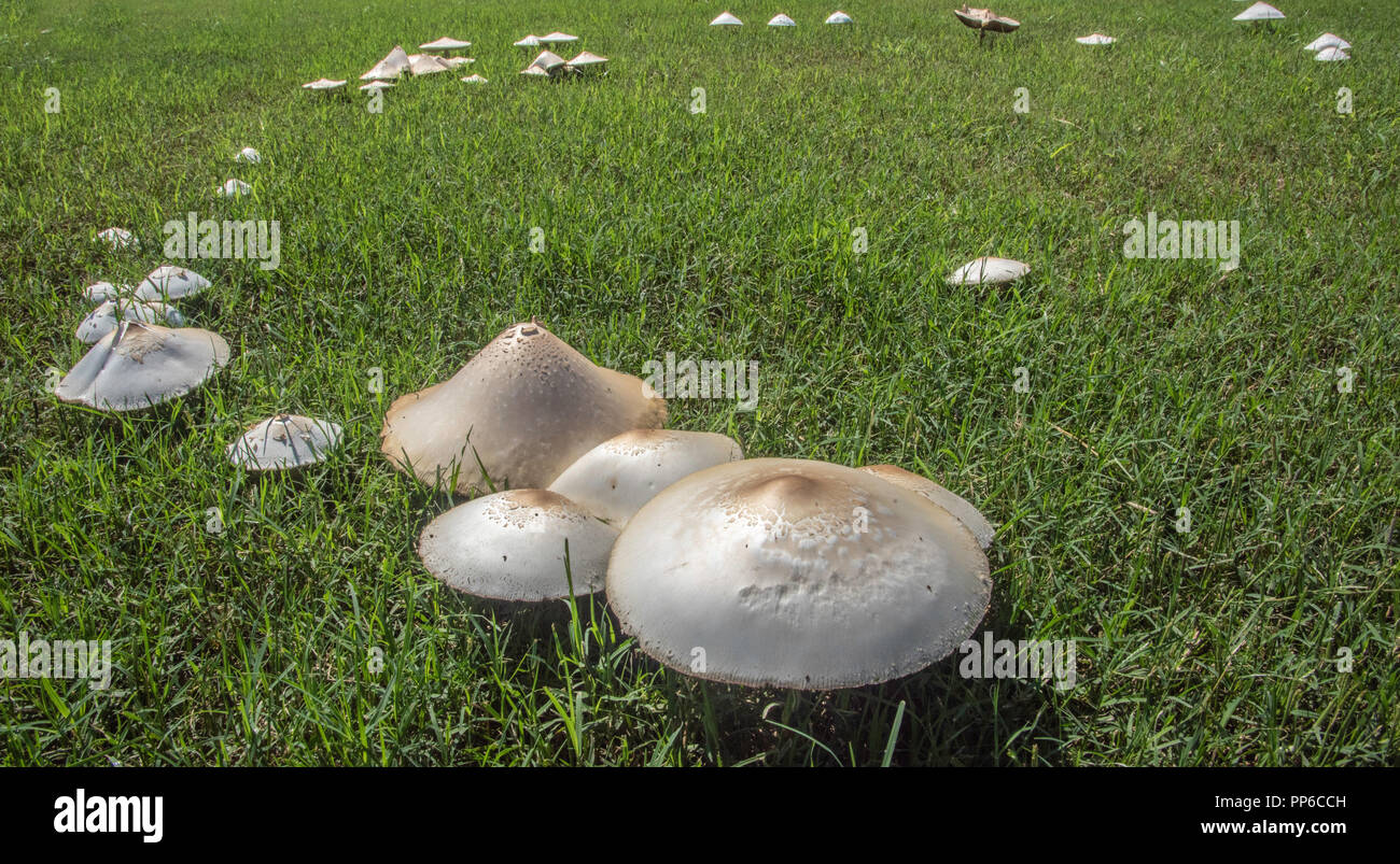 White mushrooms yard lawn grass hires stock photography and images Alamy