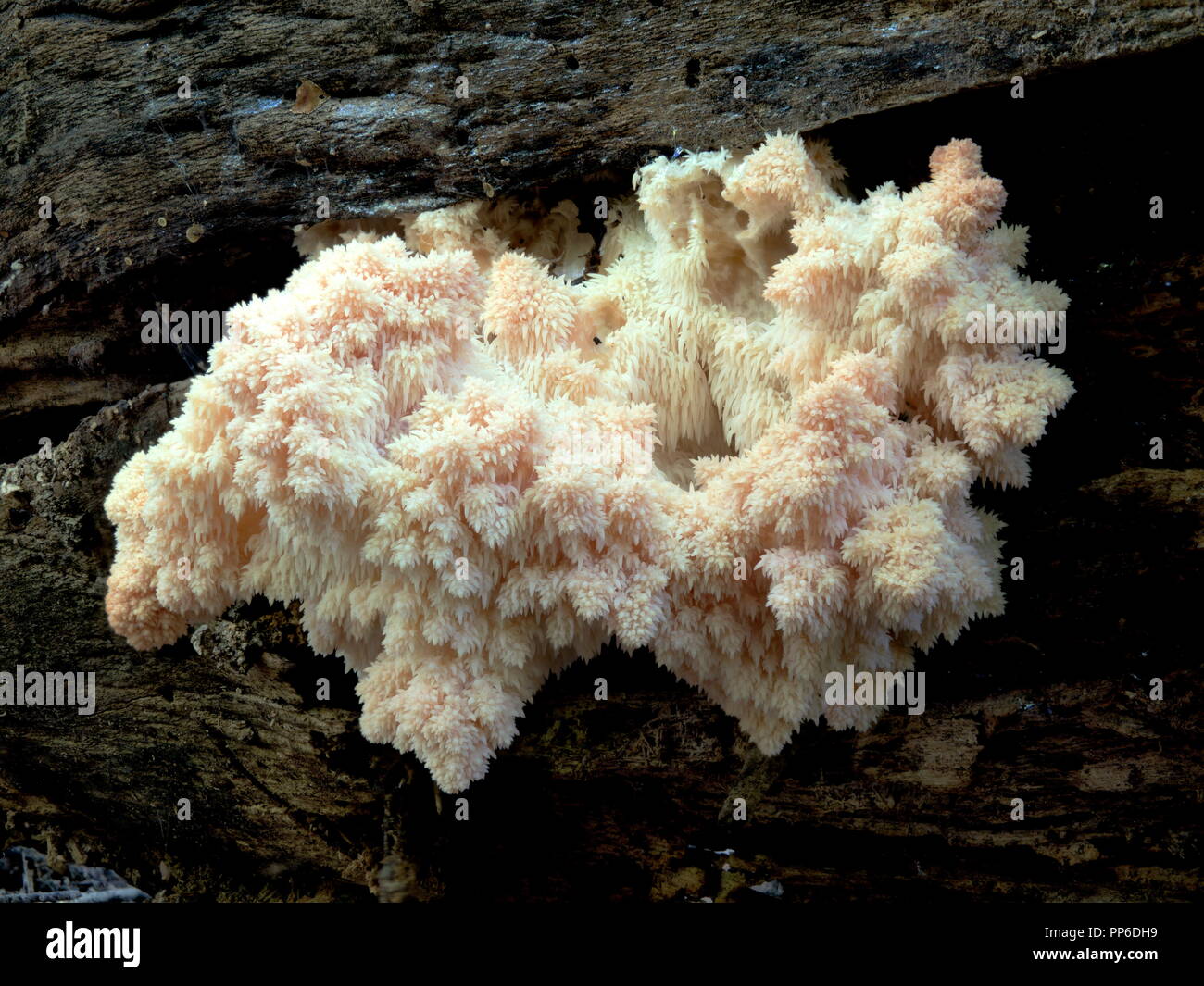 Hericium Americanum - Young Lion's Mane / Pom Pom Mushroom Stock Photo