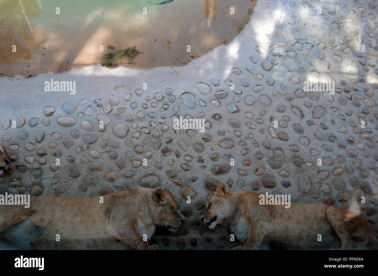 Two lions sleeping face to face. Stock Photo