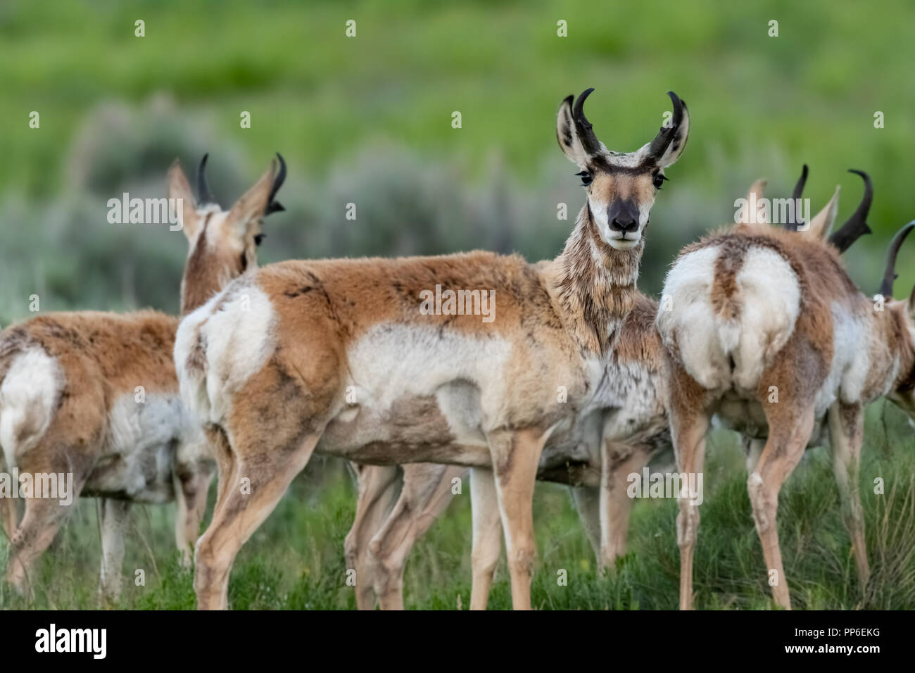 Pronghorn Antelope Looks Back as Herd Moves Away Stock Photo Alamy
