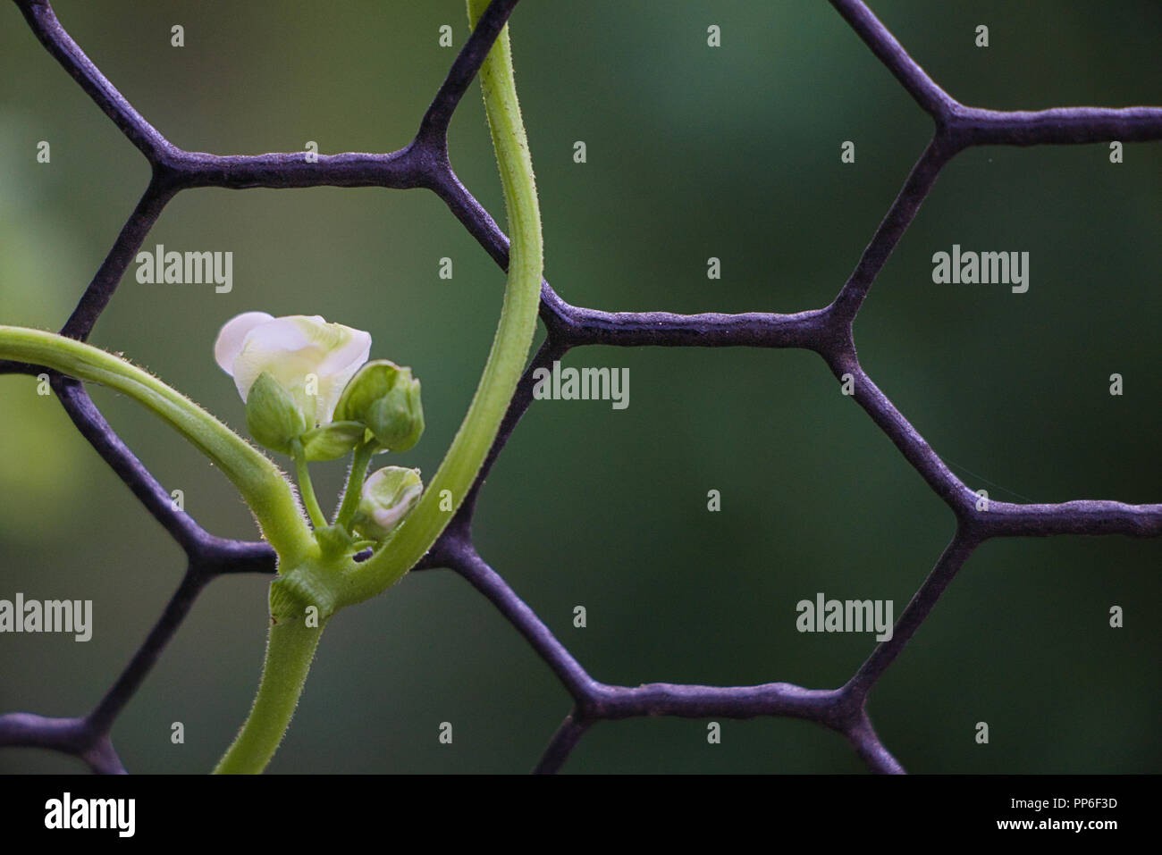 Vine growing on fence hi-res stock photography and images - Alamy