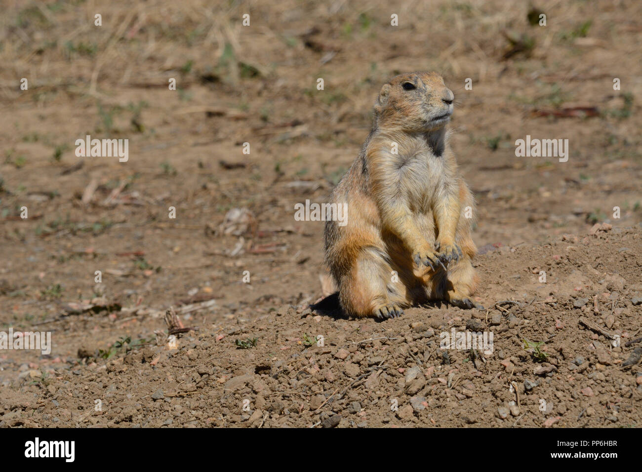 Alert Black-tailed prairie dog or Cynomys ludovicianus sitting up on hind legs in dirt field Stock Photo