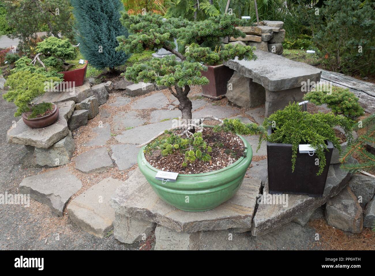 Bonsai trees in the conifer garden at the Oregon Garden in Silverton
