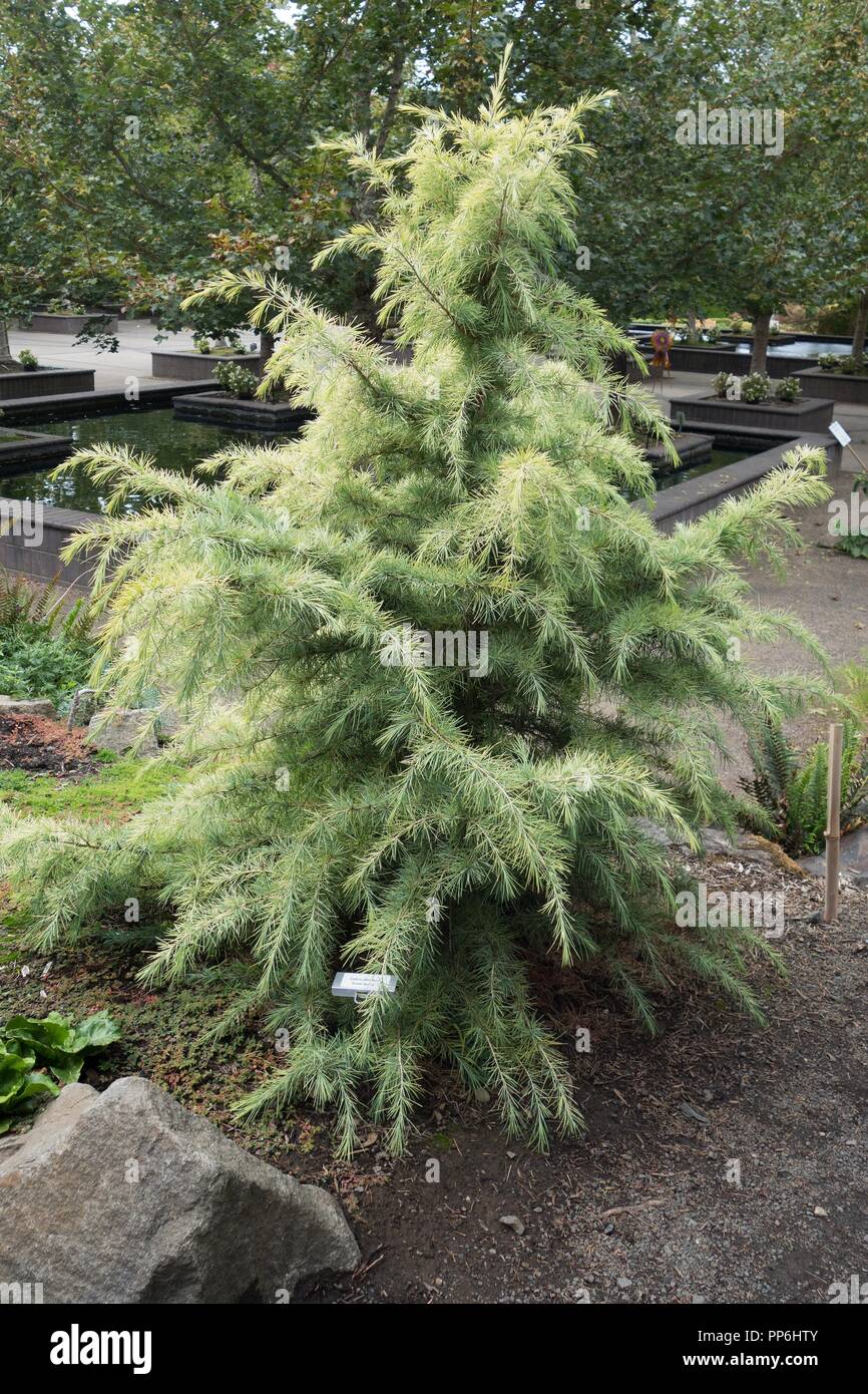 A snow sprite deodar cedar tree at the Oregon Garden in Silverton, Oregon, USA. Stock Photo