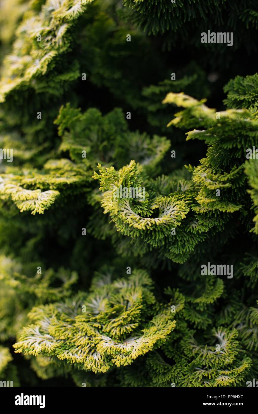 Close up of Chamaecyparis obtusa ‘Nana Lutea’ cypress tree. Stock Photo