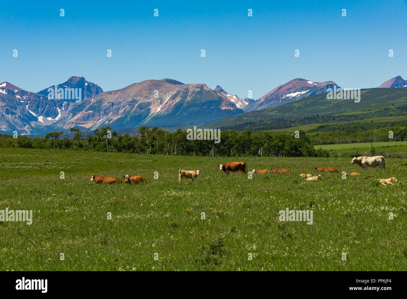 Beef cattle grazing in pasture hires stock photography and images Alamy