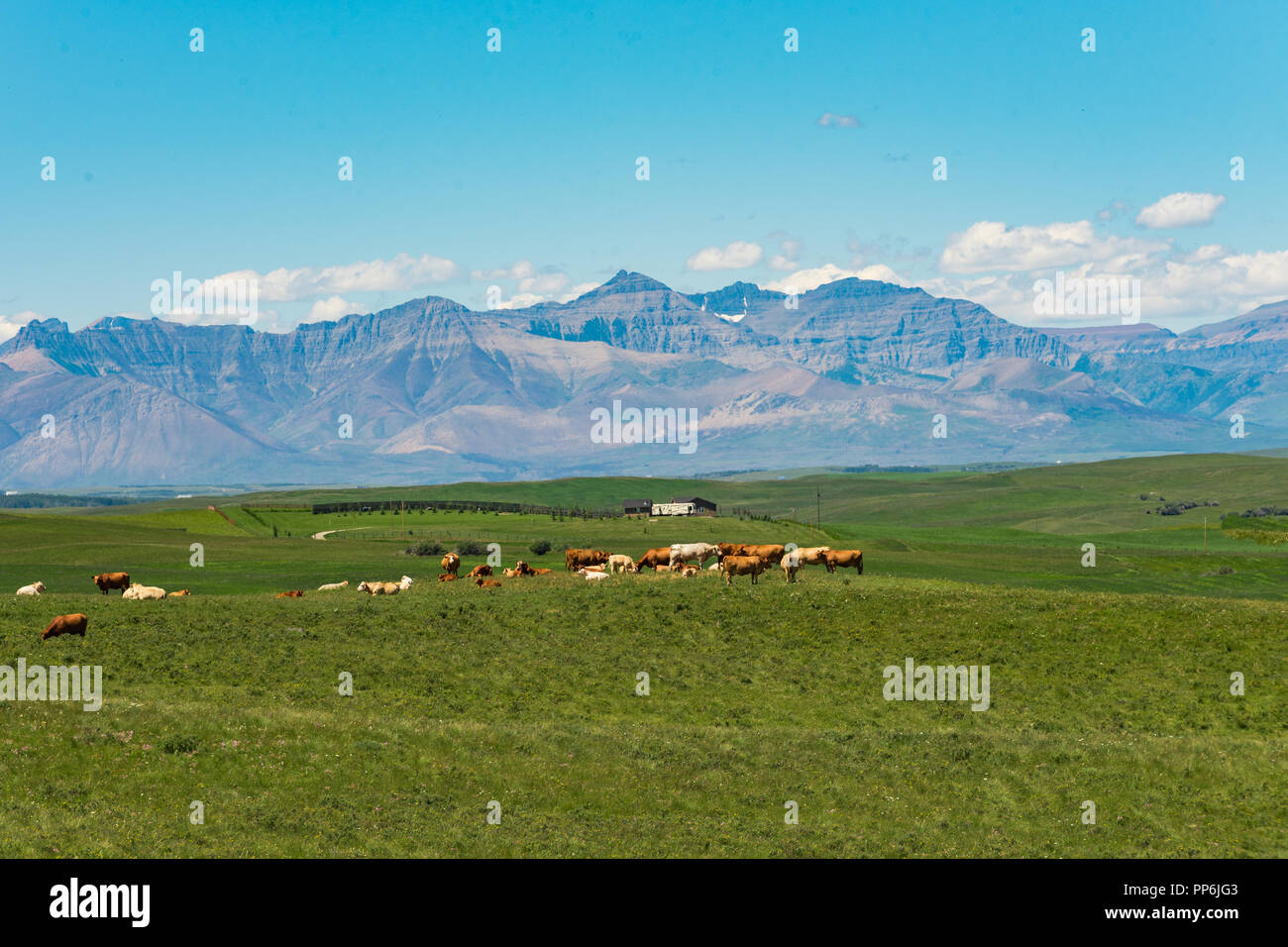 Beef Cattle grazing in pasture land in the foothills of the Rocky