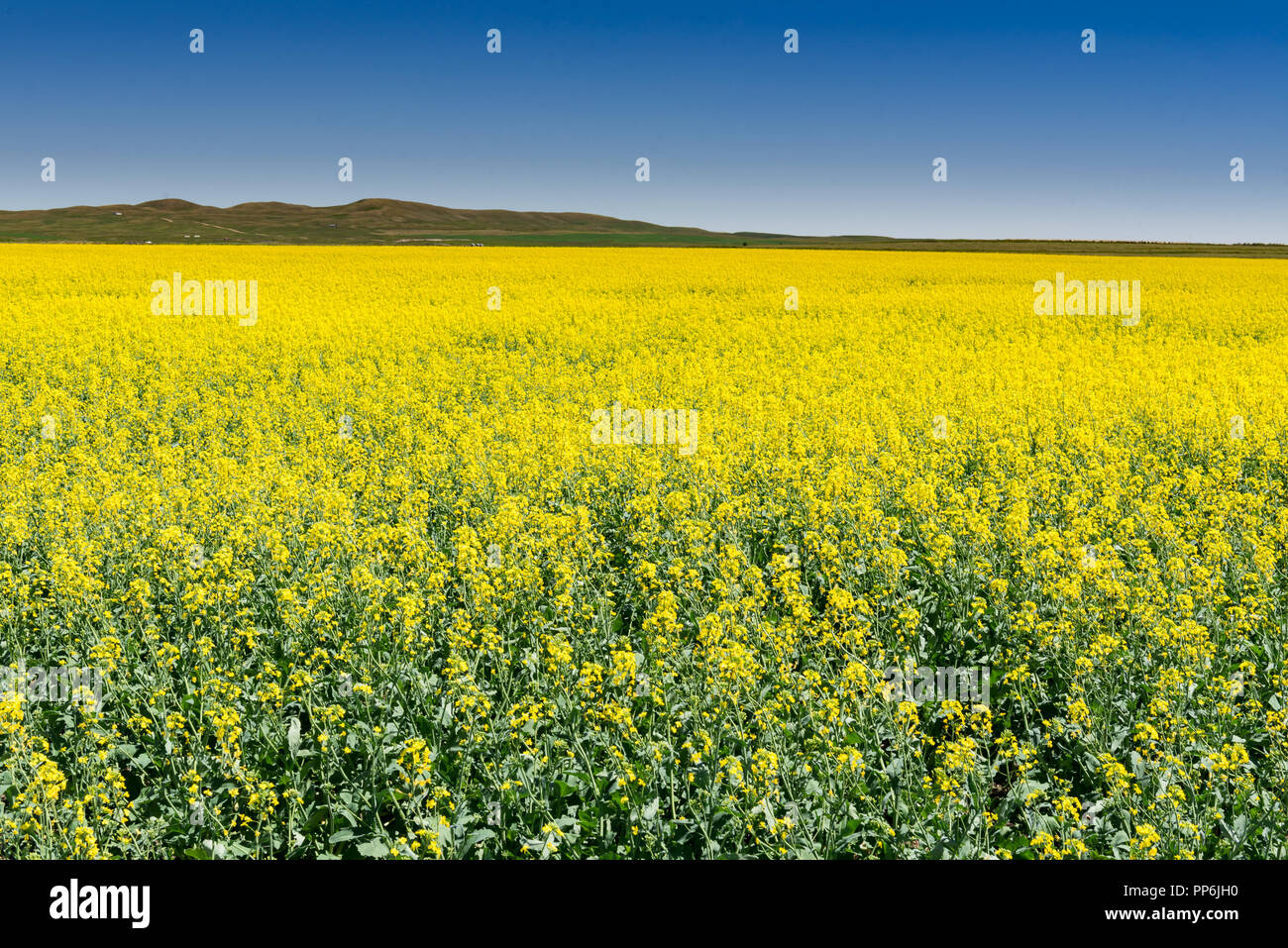 Beautiful scenery of farmland in the foothills of Alberta Canada, with