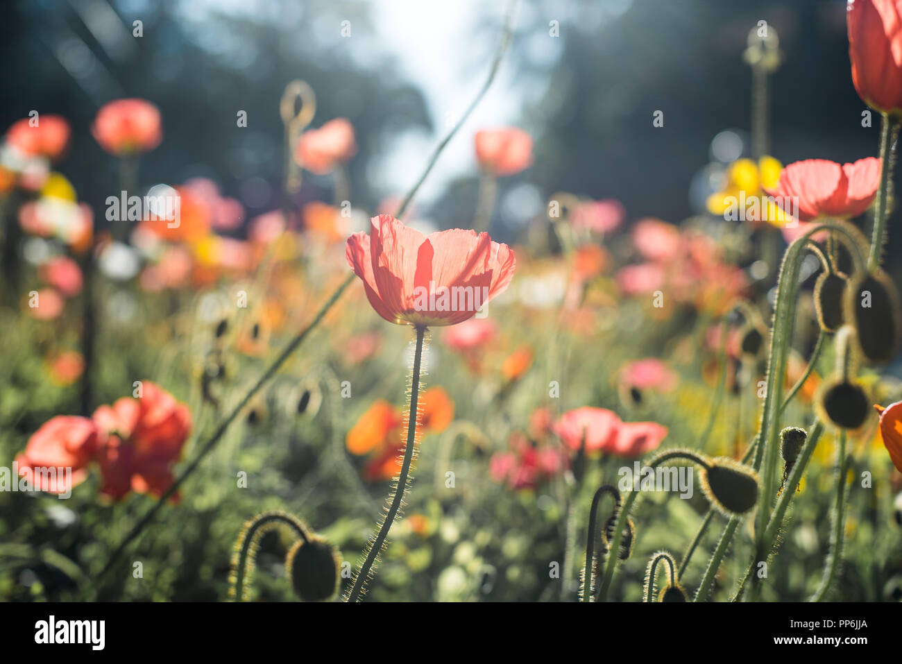 Beautiful flowers in sunshine Stock Photo Alamy