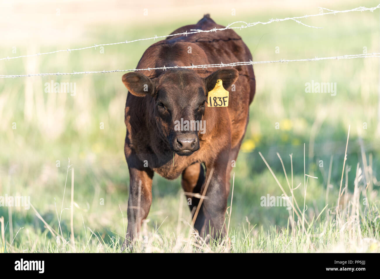 Young livestock beef cattle behind a barbed wire fence in a Rural pasture in the prairies of Alberta Canada Stock Photo