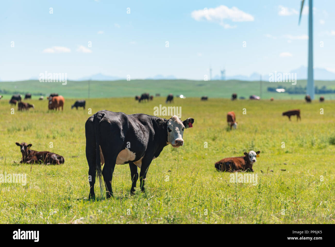 Cow and calf with a windmill hires stock photography and images Alamy