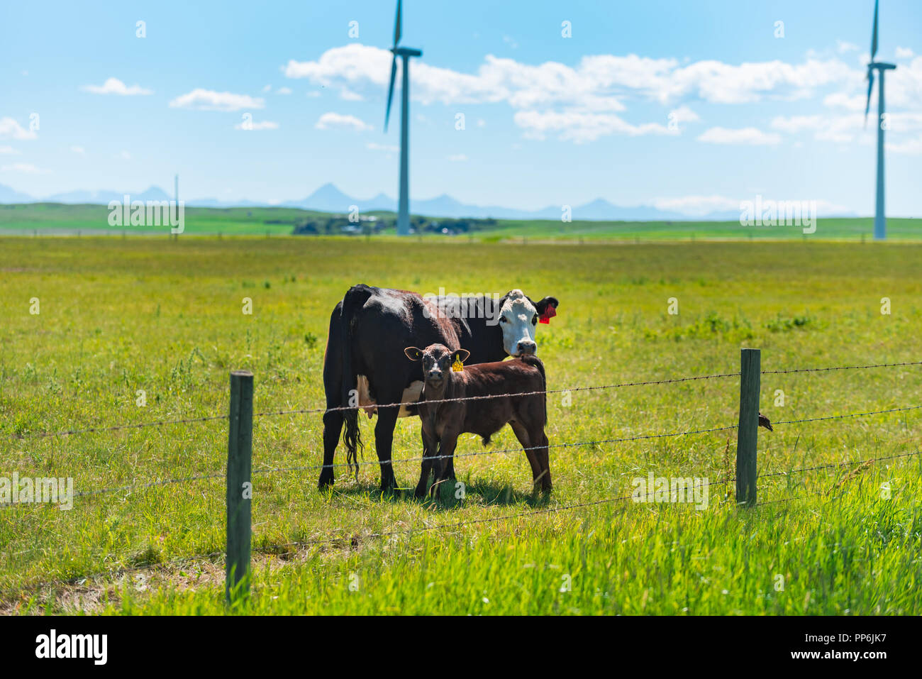 Cattle ranch in foothills of rocky mountains hi-res stock photography ...