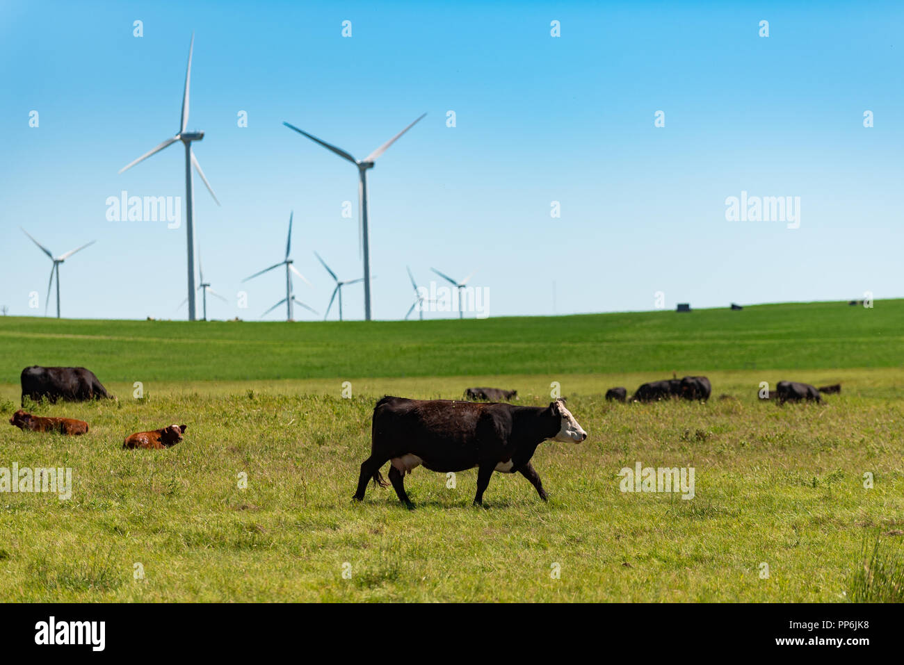 Beef Cattle grazing in a pasture under the shadow of a windmill farm in
