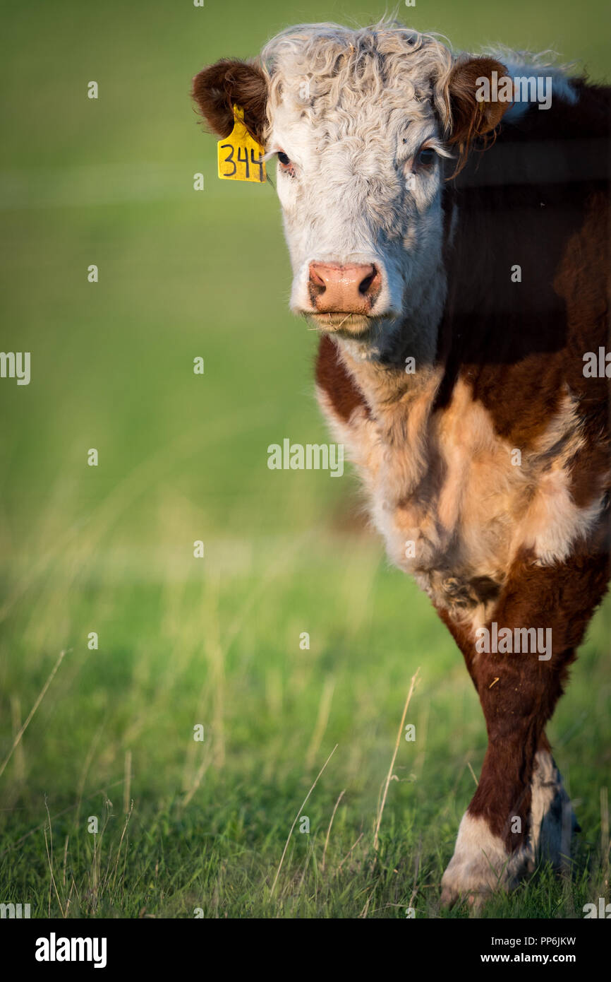Livestock beef cattle in a Rural pasture in the prairies of Alberta
