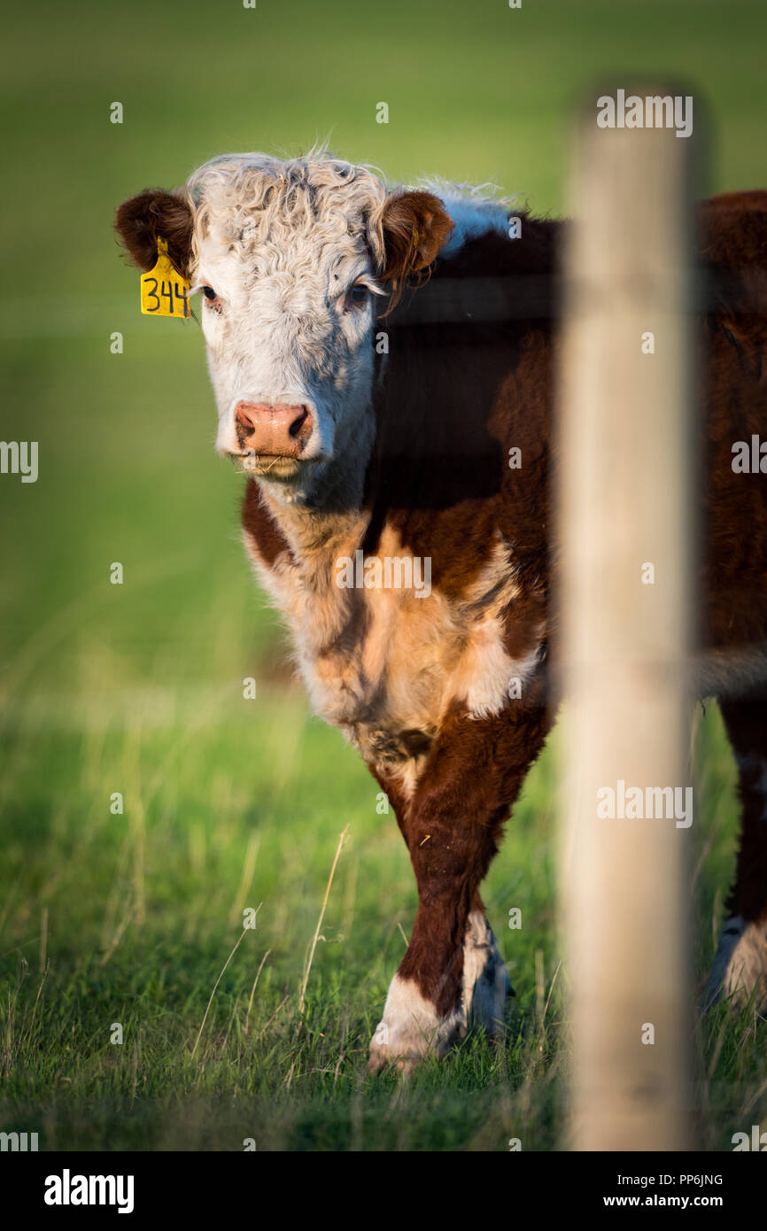 Livestock beef cattle in a Rural pasture in the prairies of Alberta Canada Stock Photo