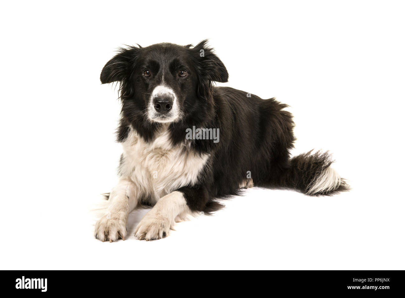 Border collie dog lying down looking at the camera isolated on a white background Stock Photo