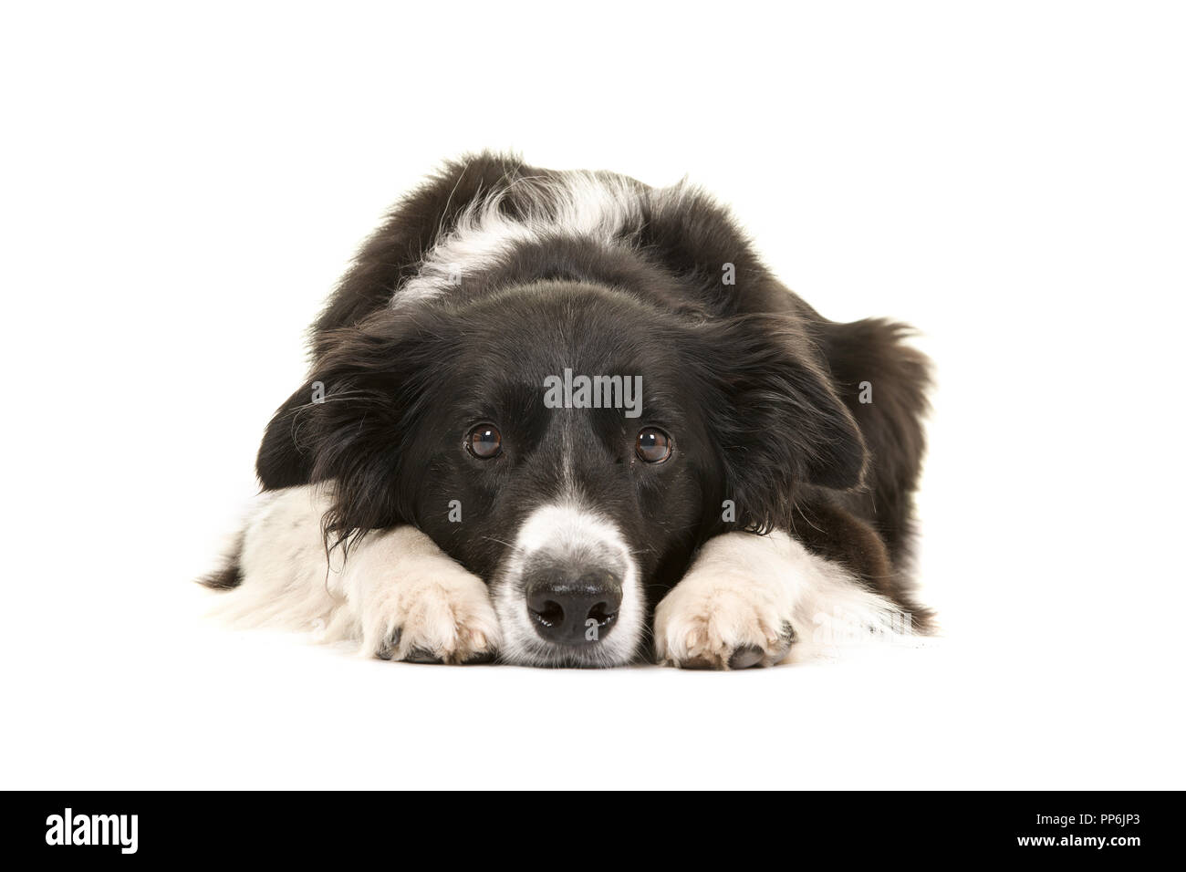 Border collie dog lying down with its head on the floor looking at the camera isolated on a white background Stock Photo