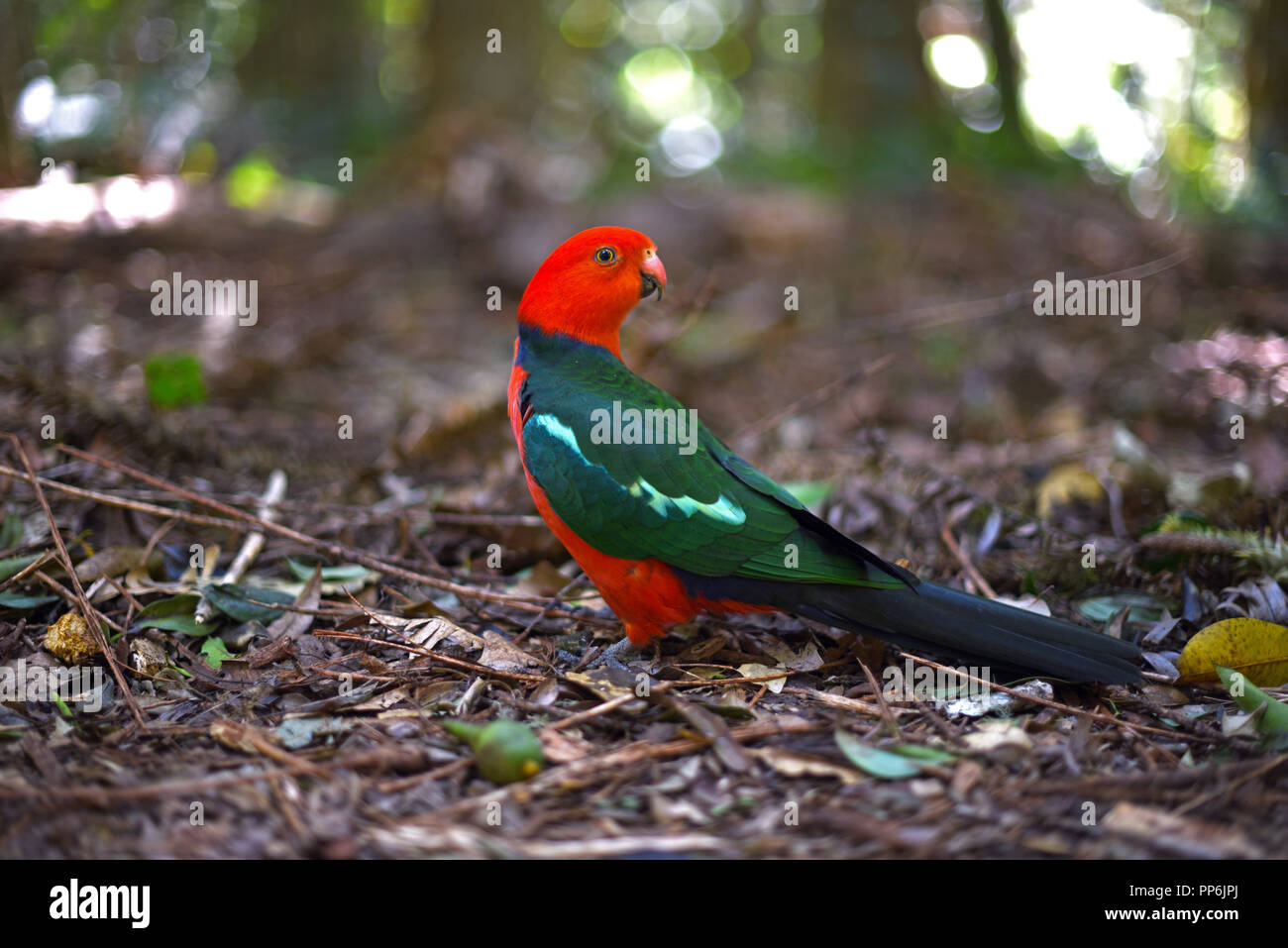 Beautiful king parrot posing in rainforest Stock Photo