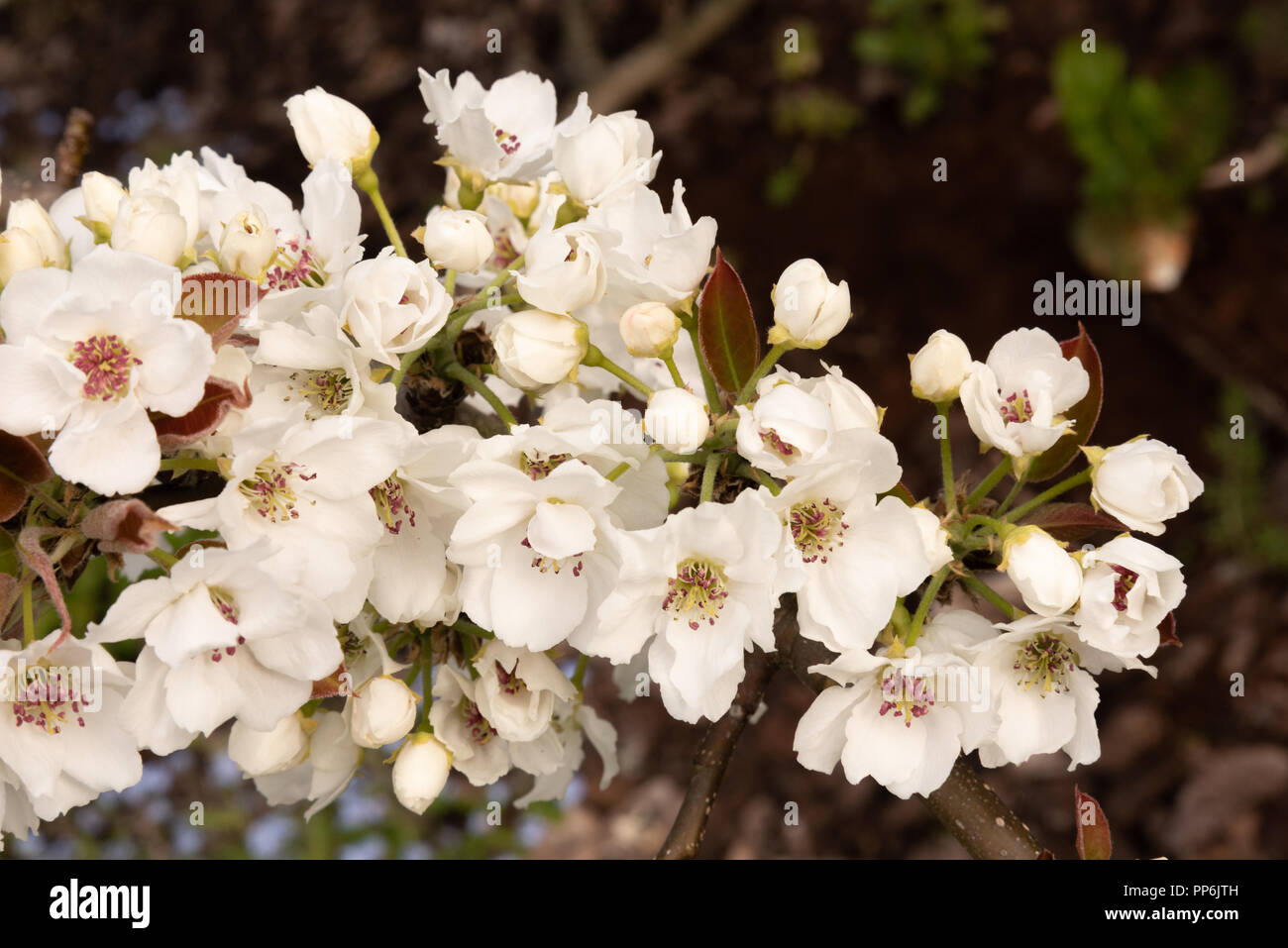Asian pear tree blossom Stock Photo