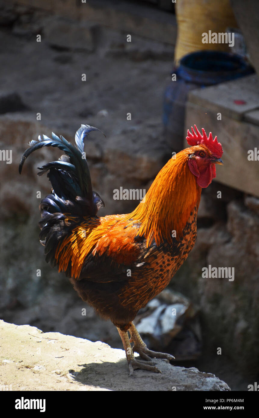 A rooster walks free in a street in the village of Nele, Solukhumbu, Nepal Stock Photo