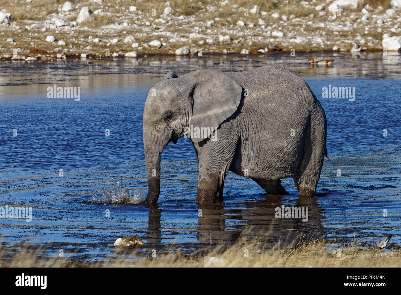 I'm forever blowing bubbles, baby elephant blowing bubbles, Etosha National  Park waterhole, Namibia Stock Photo - Alamy