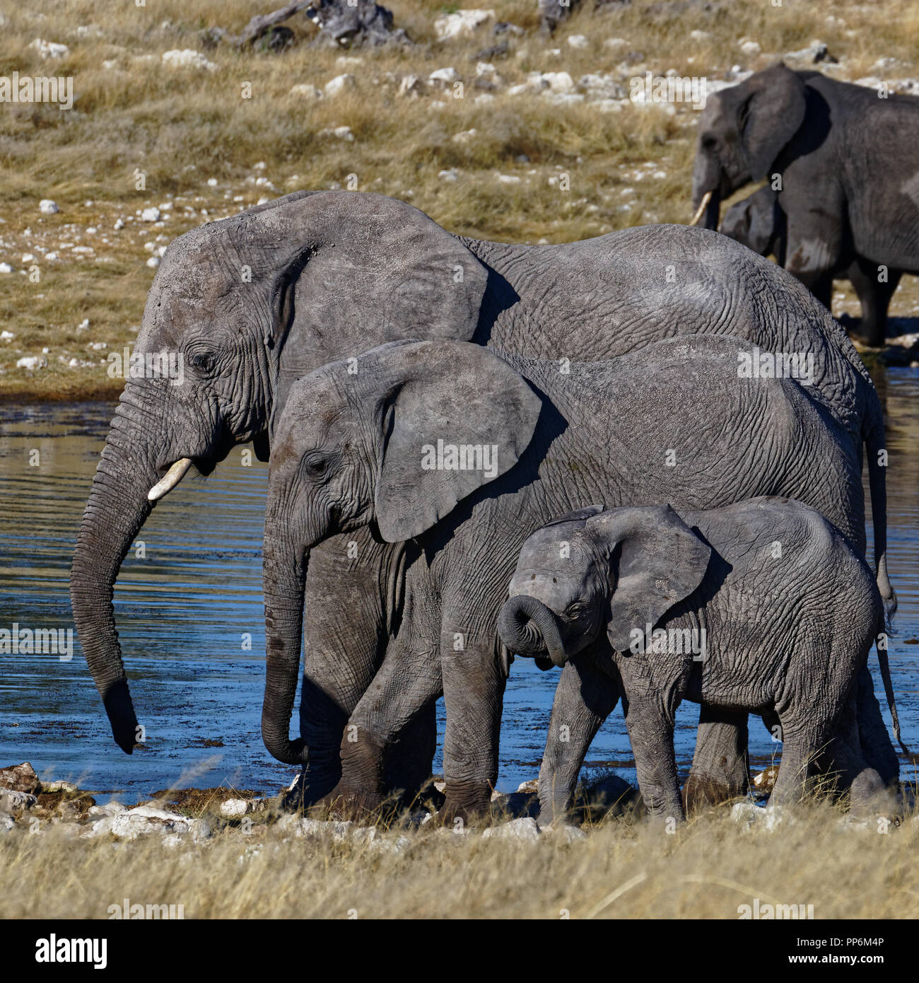 Small, medium or large. Elephants line up to be ordered by size at a waterhole in Etosha National Park, Namibia Stock Photo