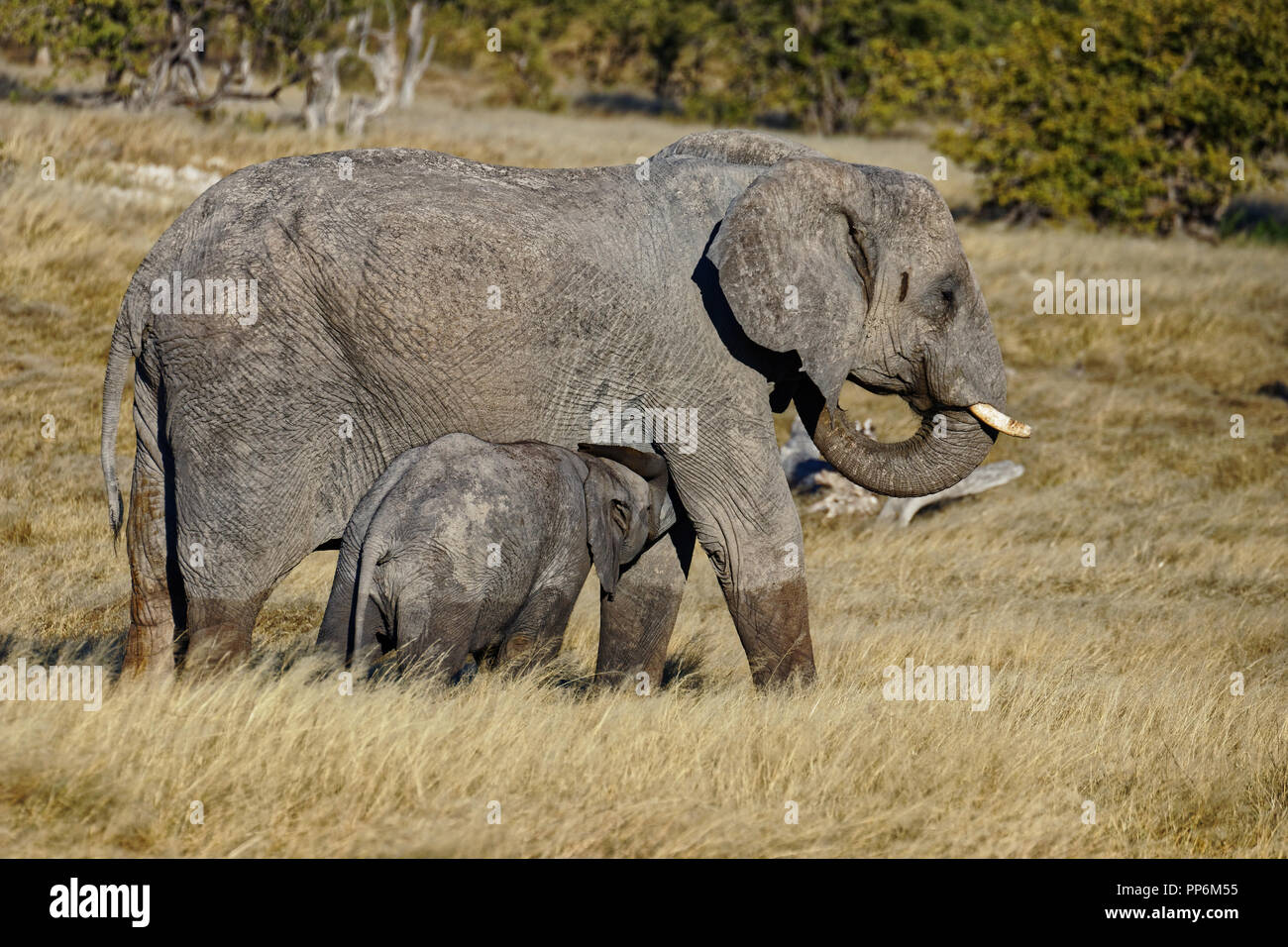 Mother elephant suckling her young, Etosha National Park waterhole, Namibia Stock Photo