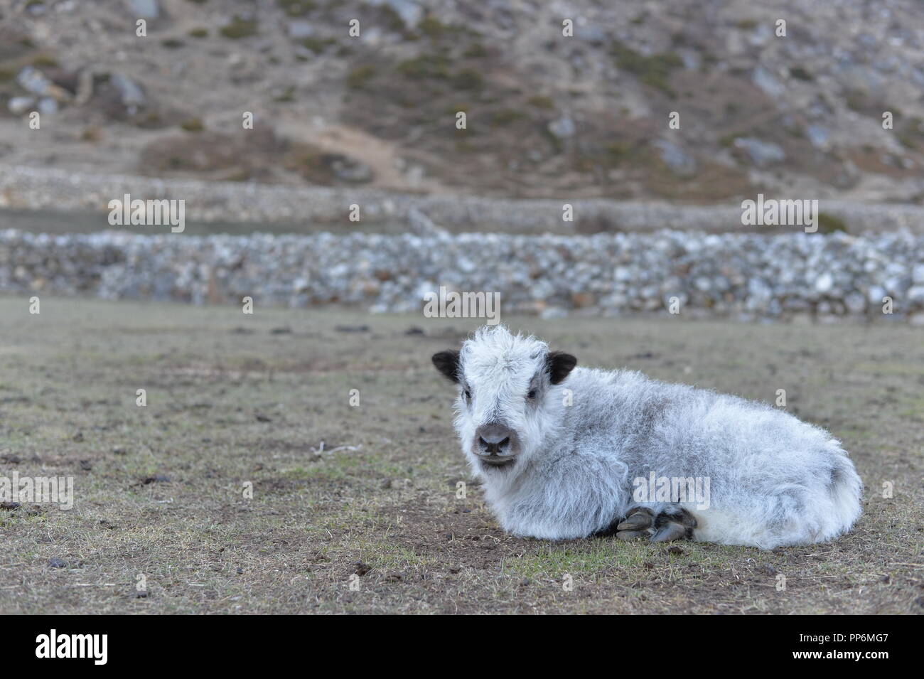 A baby yak in the middle of nowhere. Himalayan region, Nepal Stock Photo