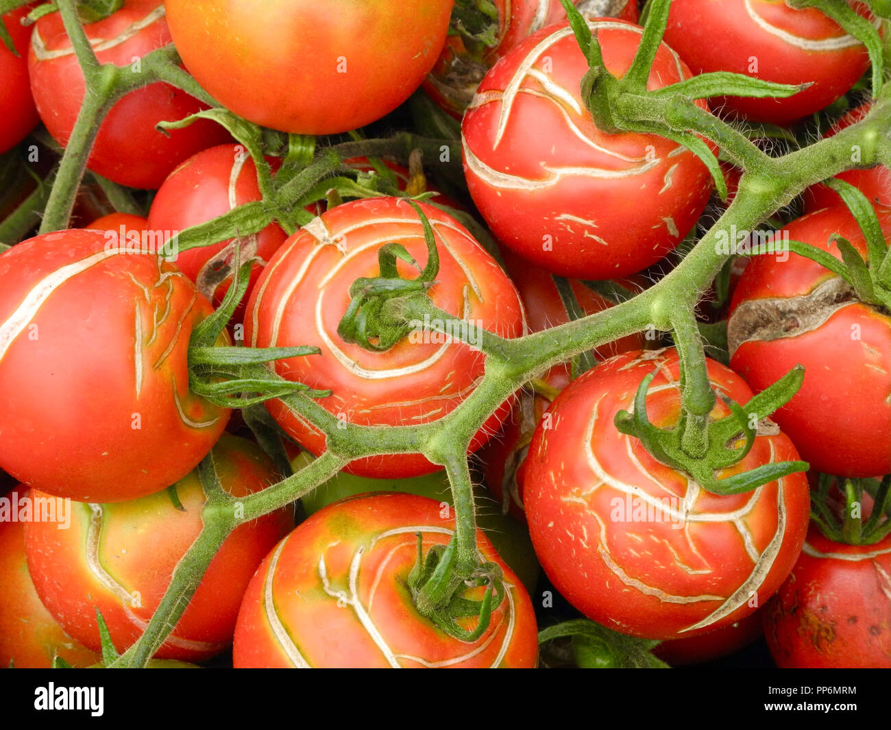 Tomatoes fruit splitting and cracking. Although easy to grow, tomato