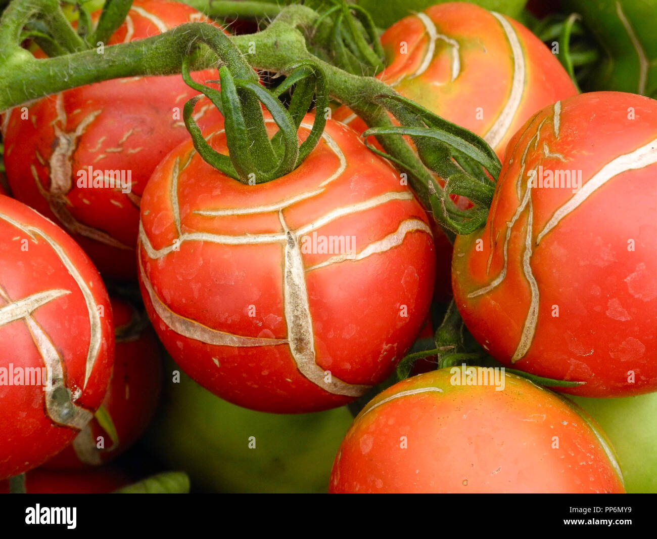 Although easy to grow, tomato fruits can suffer from splitting and