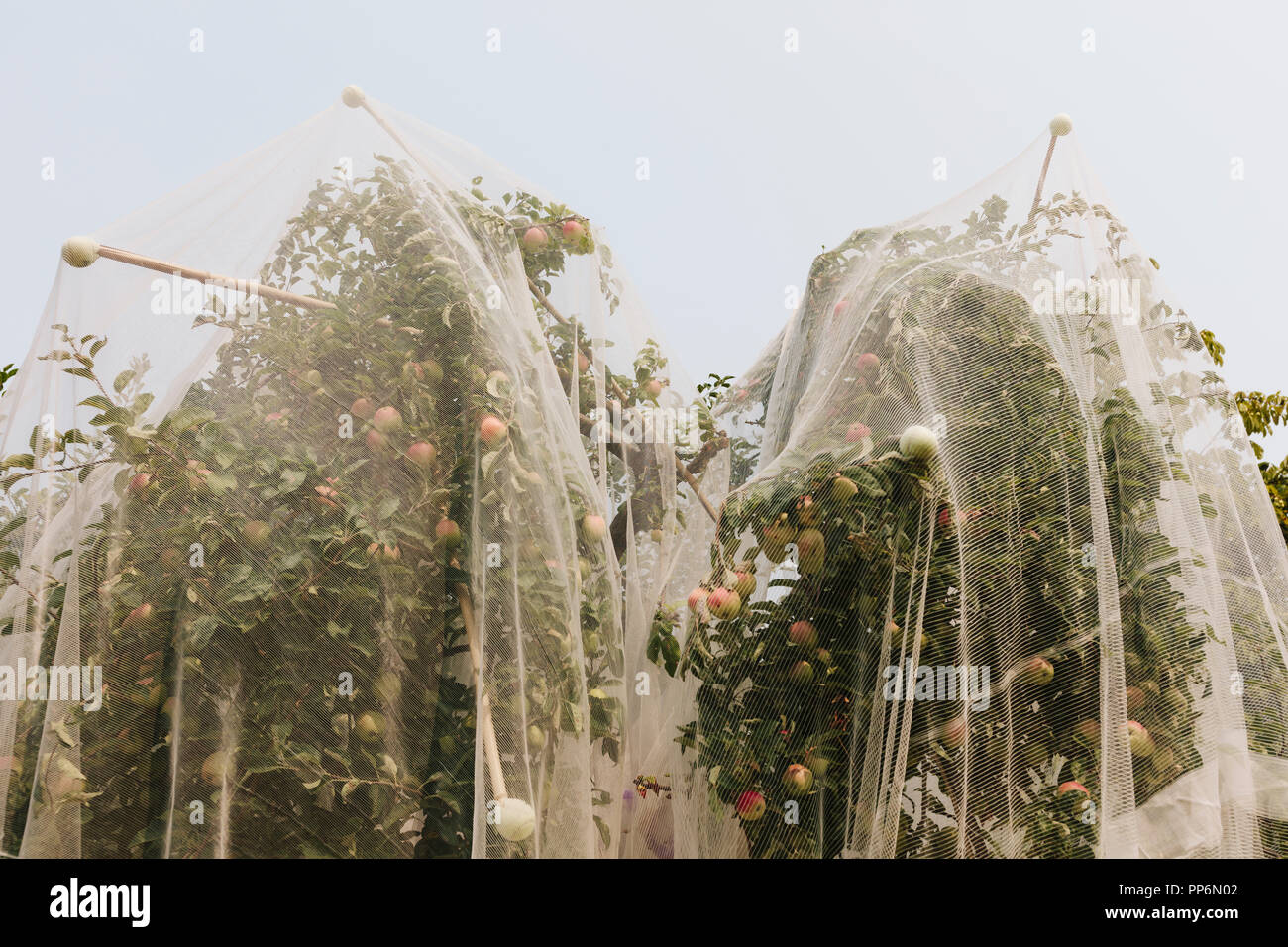 Protective mesh fabric covering apple trees bearing young fruit in summer in a commercial orchard. Pesticide-free farming and food production. Stock Photo