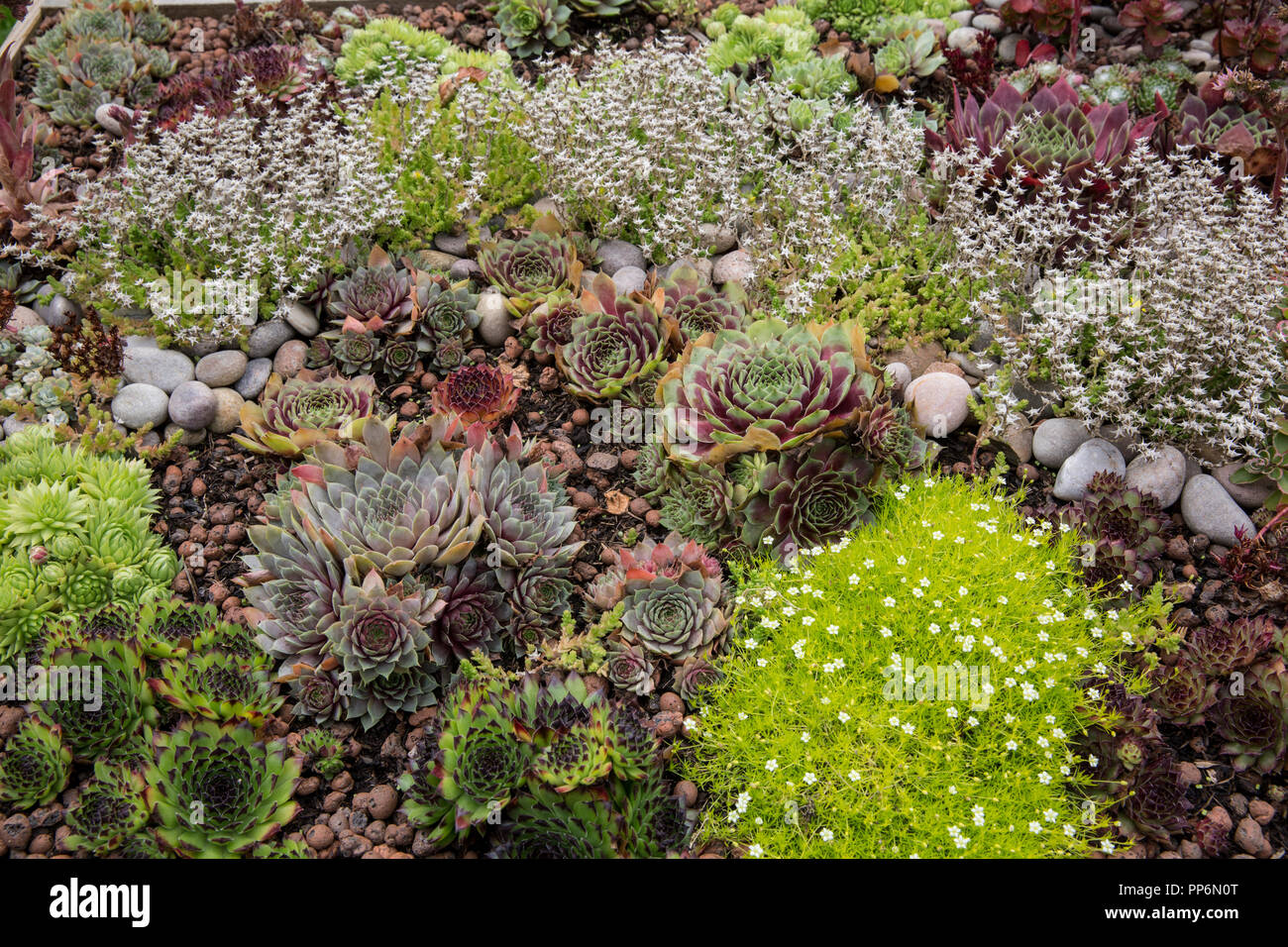 High angle view of flower bed with selection of succulent plants in a garden. Stock Photo