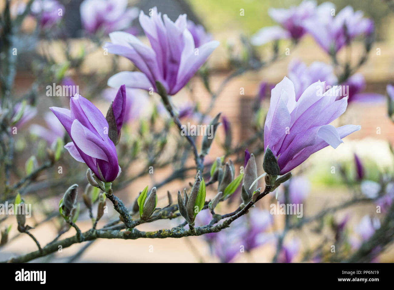 Close up of magnolia tree with white and purple blossoms. Stock Photo