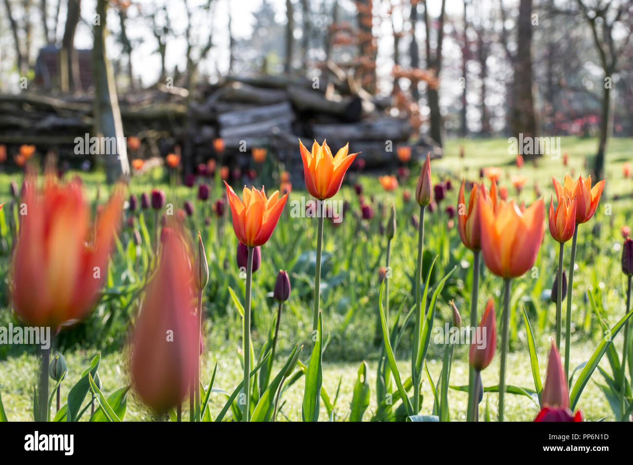 Close up of tulips with red and orange pointed blossoms. Stock Photo