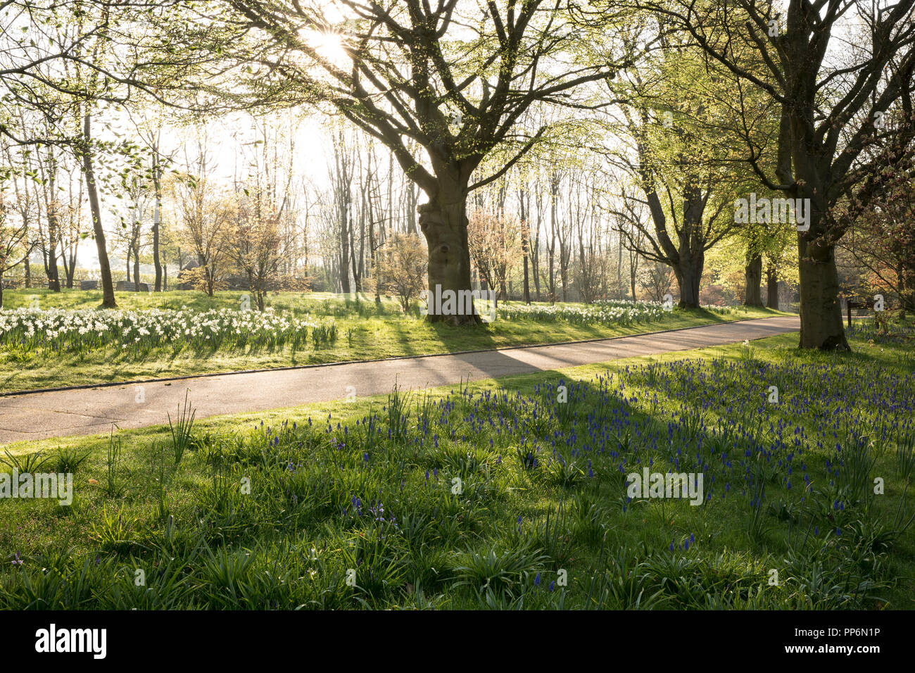 Footpath through an orchard in spring with an abundance of narcissus growing among trees. Stock Photo