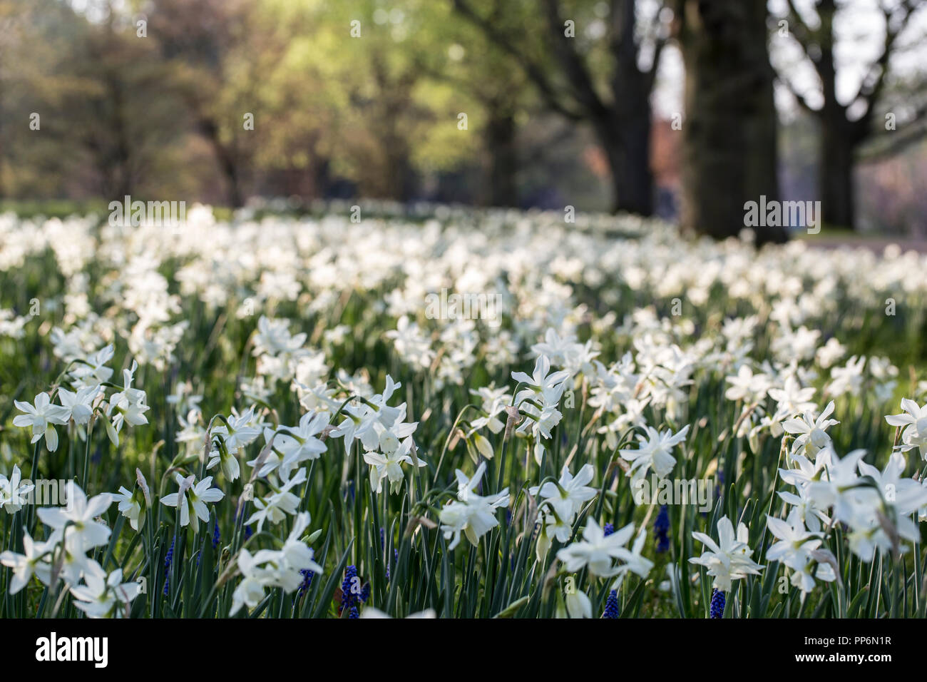Close up of a field of white narcissus. Stock Photo