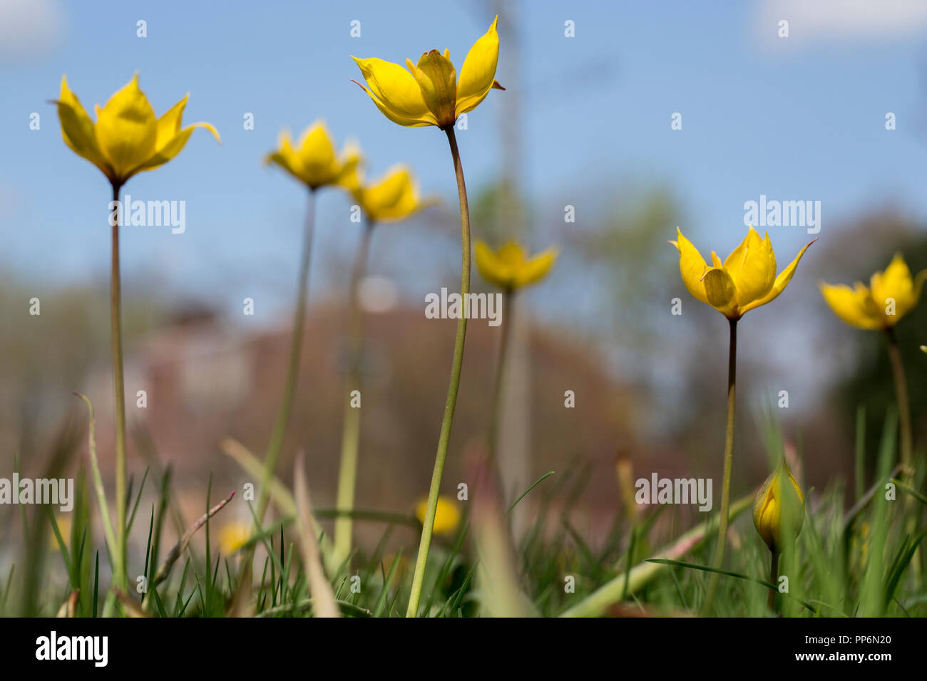 Close up of yellow flowers. Stock Photo